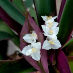 3 Set Moses in the Cradle &Turtle Vine plants