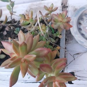 Beautiful Succulent Yellow Sedum