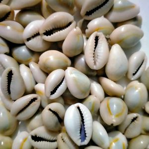 Cowrie Shells Mixed