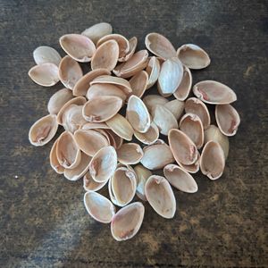 Natural Pista Shells