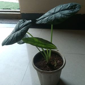 Alcosia Silver Dragon Live Plant