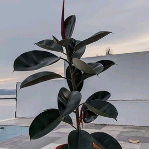 Rubber Plant (indoor & outdoor)