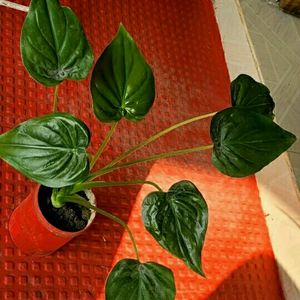 Alocasia cucullata(Elephant Ear) Plant 🌵