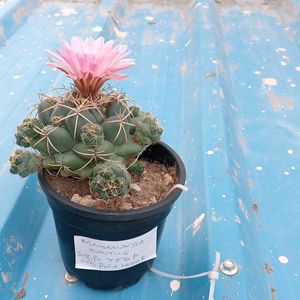 Mammliya CACTUS