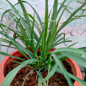 Lemon Grass Live Plant