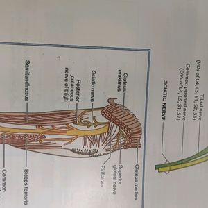 1 St Year Mbbs Anatomy Notes ( Johari ) Vol -1