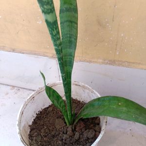 Original Oxygen Snake Plant