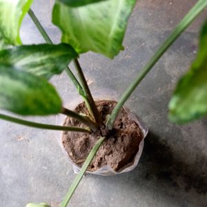 Caladium Plants