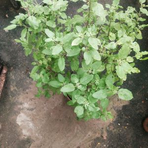 Vairegated Big Size Healthy Tulsi Plant With Root