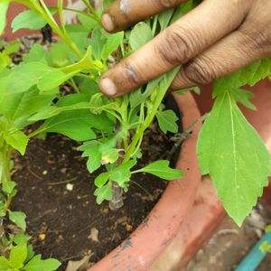 Tithonia Suryakantha Plant Cutting With Root