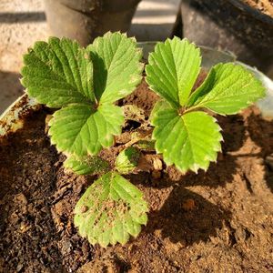 Hybrid Strawberry Plant