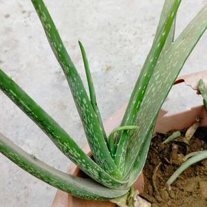 Aloevera Plant