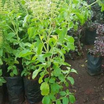 Other Tulsi Tree Basil Tree. Cash Rs.50 Freeup