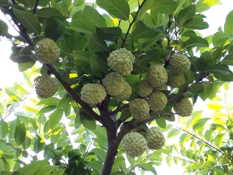 Highbrid Custard Apple Plant