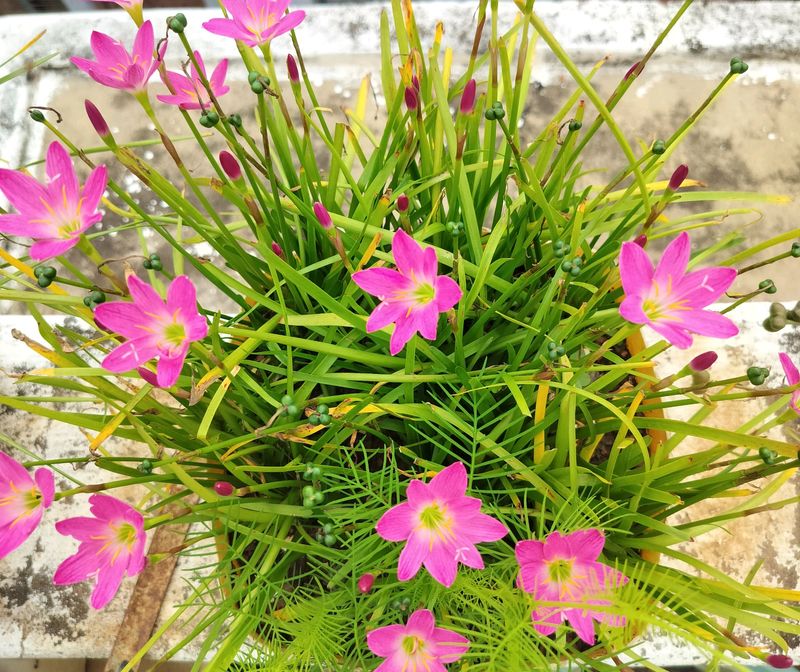 Pink Rain Lily Bulbs 25/-