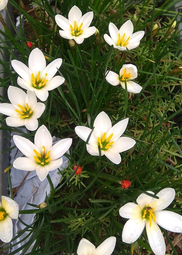 White Rain Lily