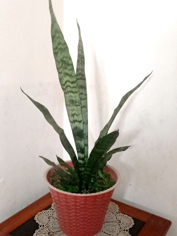 Snake Plant