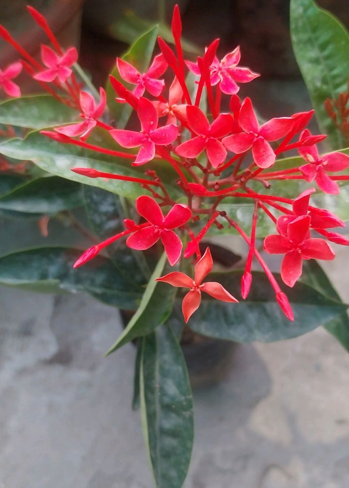 Red Xlora Plant