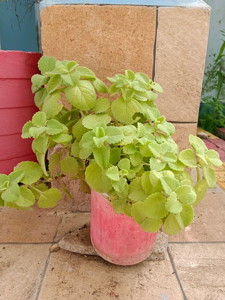 Ajwain Plant Cutting