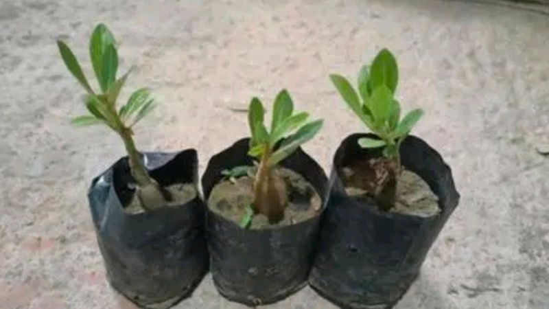 Combo Adenium 3 Color Desert Rose