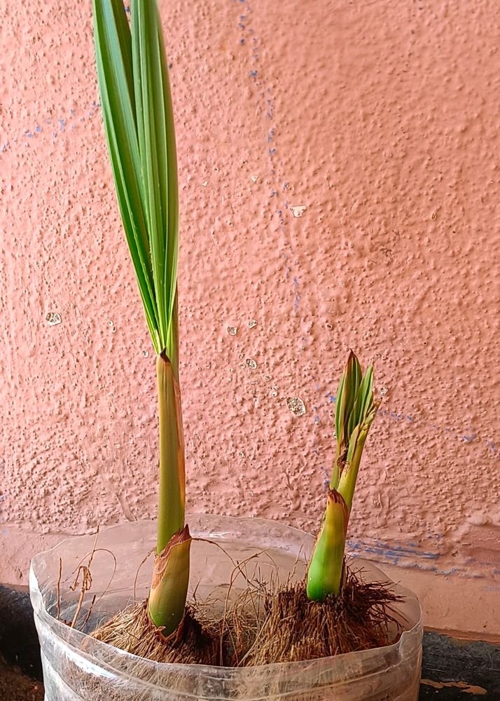 Coconut Plant 🌴🥥