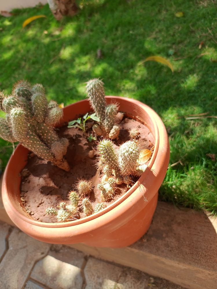 Cactus Plants