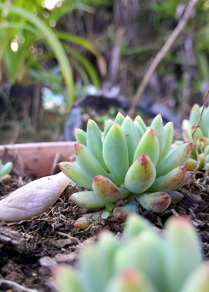 Echeveria elegans Succulent