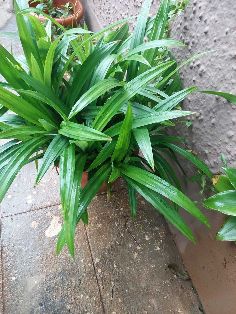 Biriyani Plant /Pandanus amaryllifolius With Roots