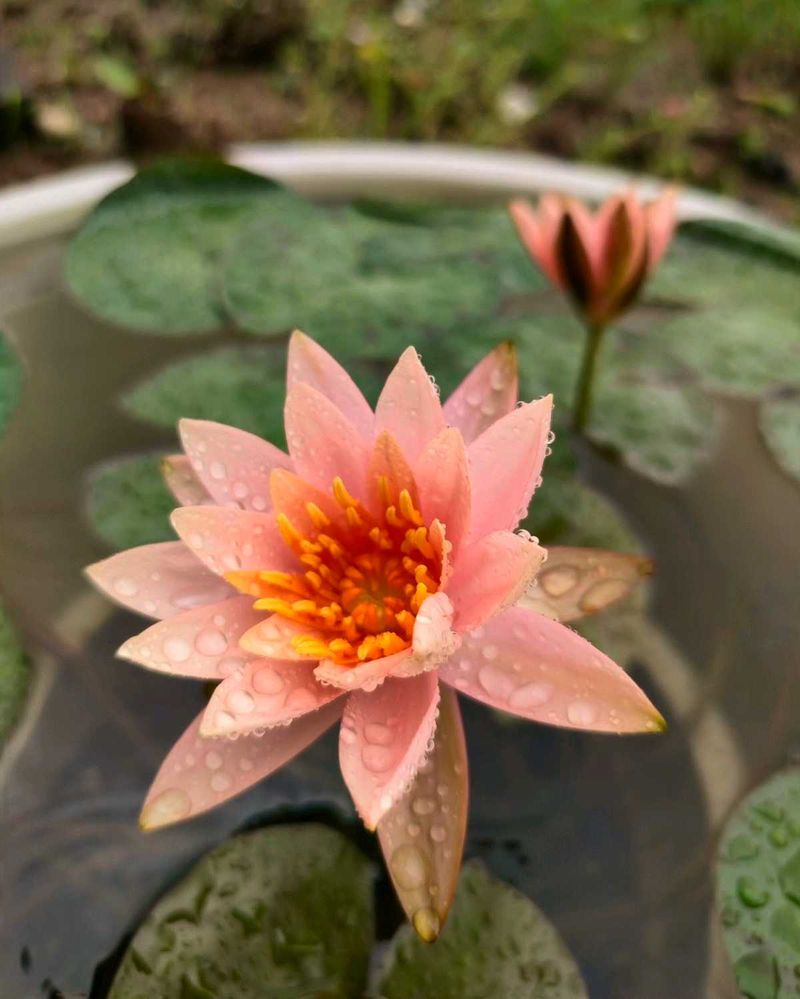 Water Lily Plant With Root & Kalanchie