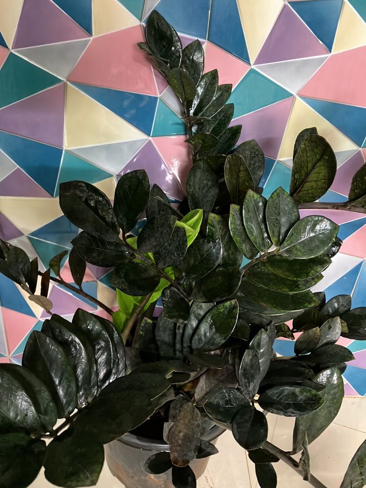 BLACK ZZ Plant