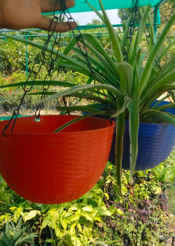 Hanging Basket