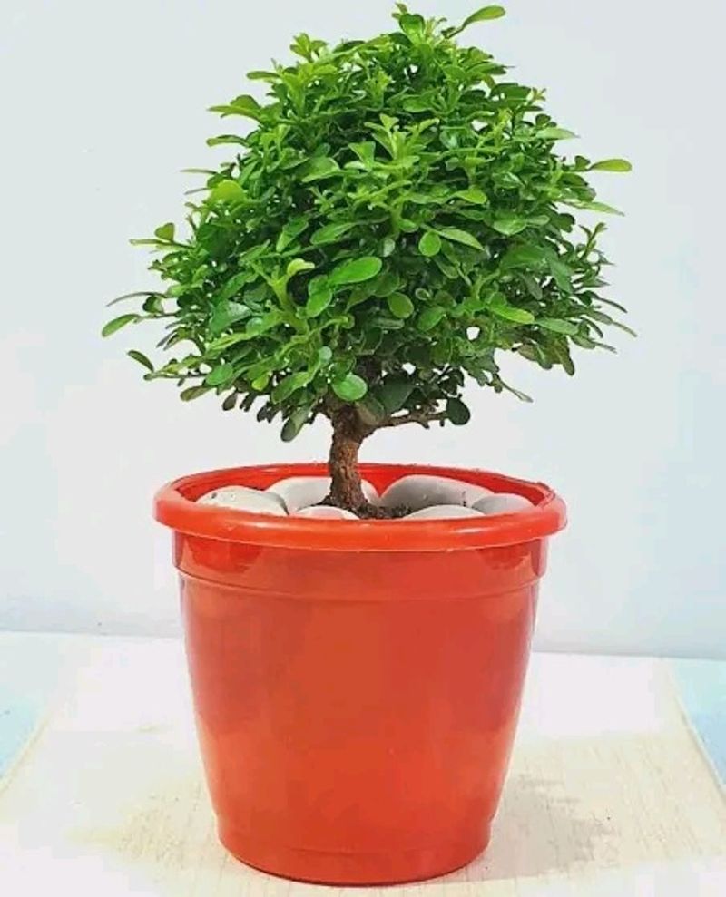 Table Kamini Bonsai In Self Watering Pot