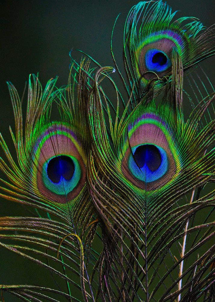 Peacock Feather 🦚