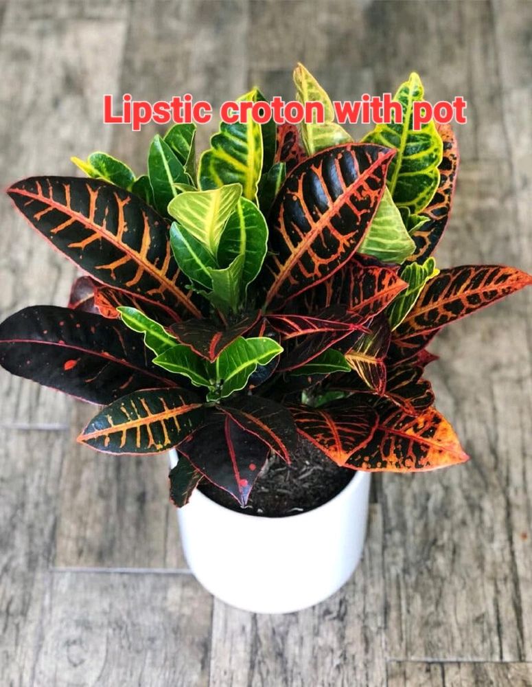 Lipstic Croton With Pot