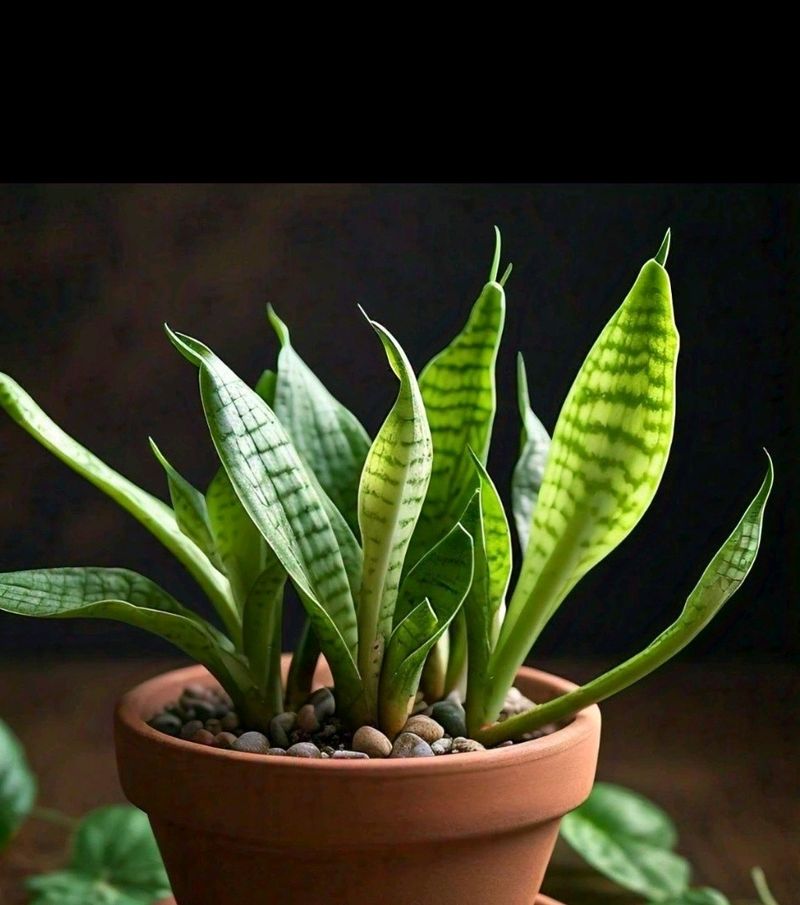 Snake Plant 🌵 Air Purifier