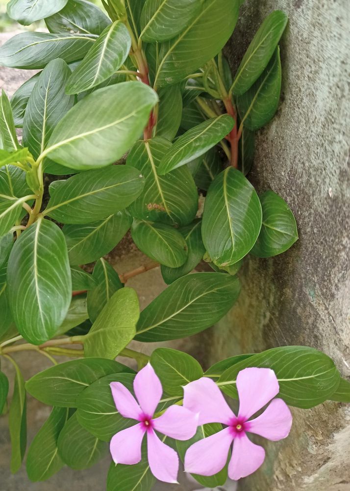 Sadabahar/Madagascar Periwinkle Plant Seeds