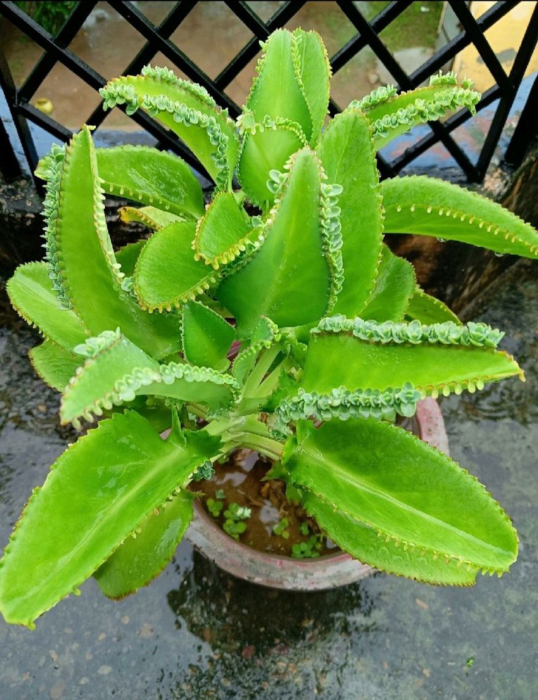 Beautiful Plant 🤗🤗🤗