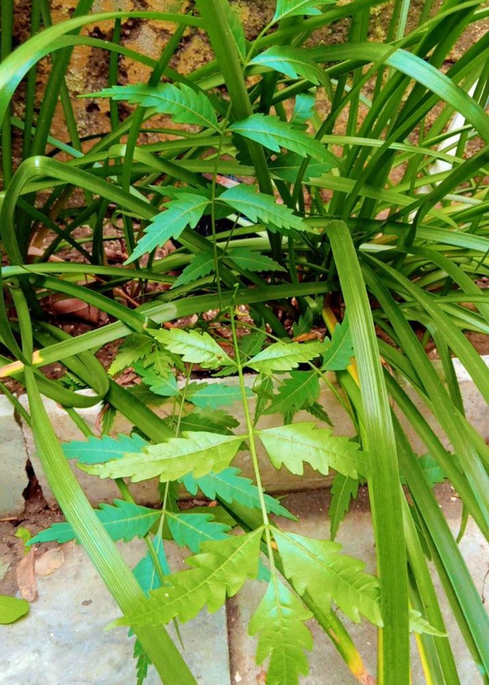 Neem Plant