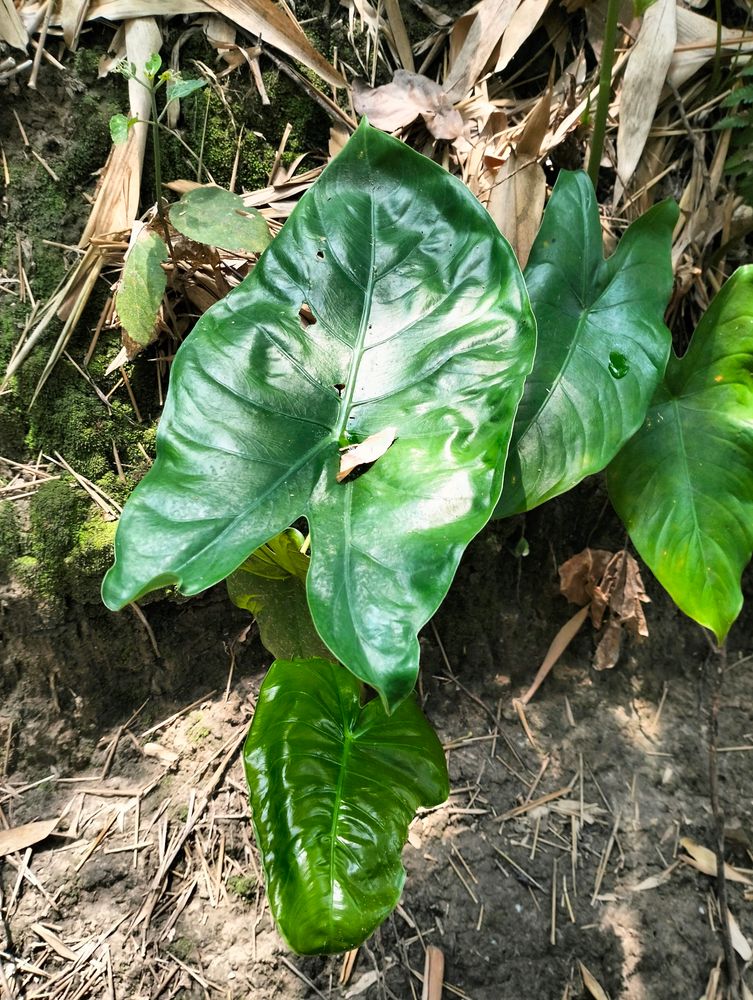 Tropical Alocasia Macrorrhizos Jardin Des Plant