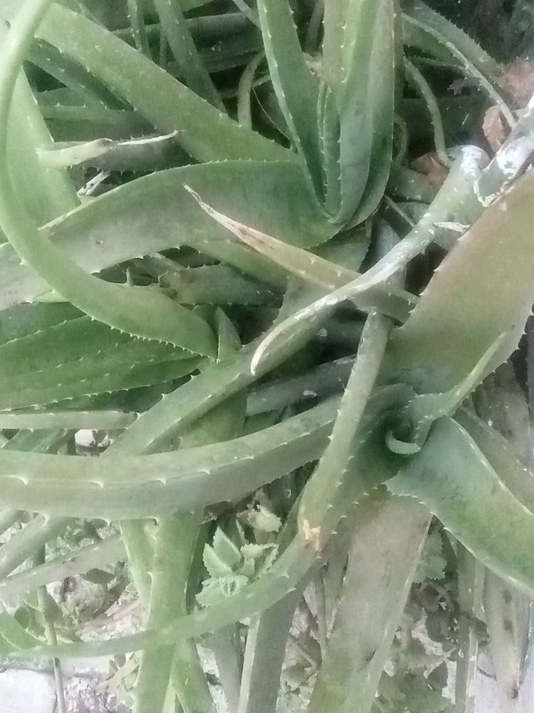 Aloe Vera Combo 4 Plants