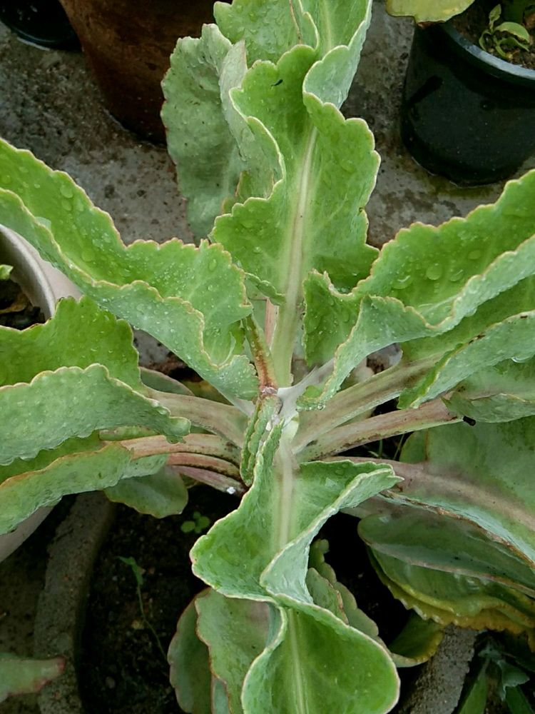 Kalanchoe gastonis bonnieri plant