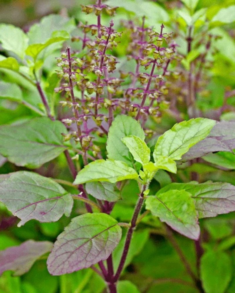 Tulsi Ji Plant