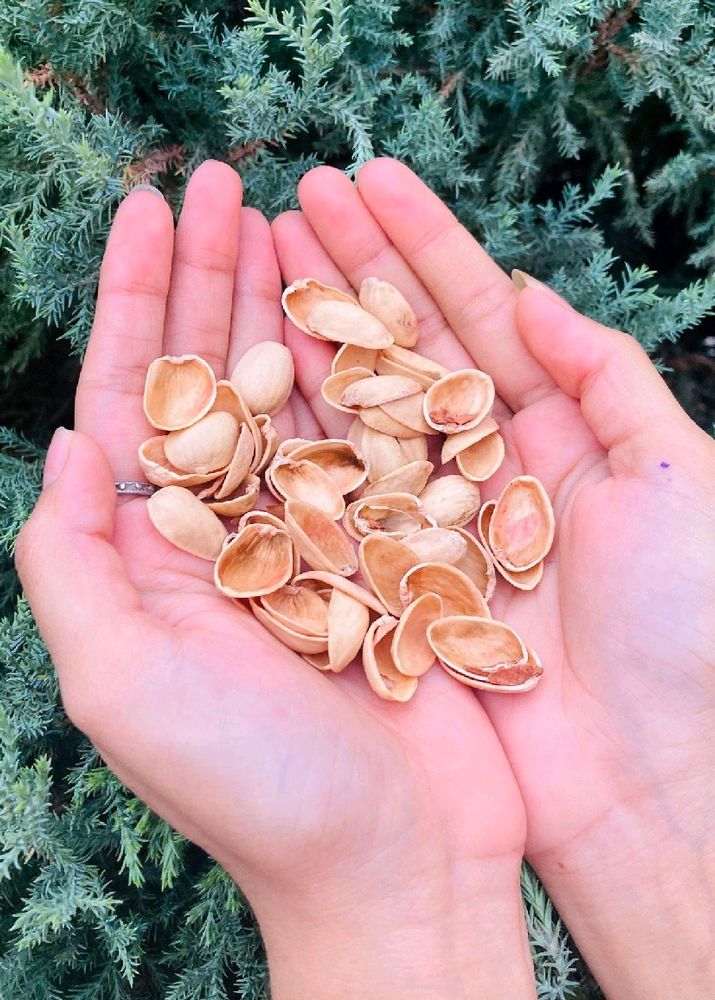 Pistachios Shells