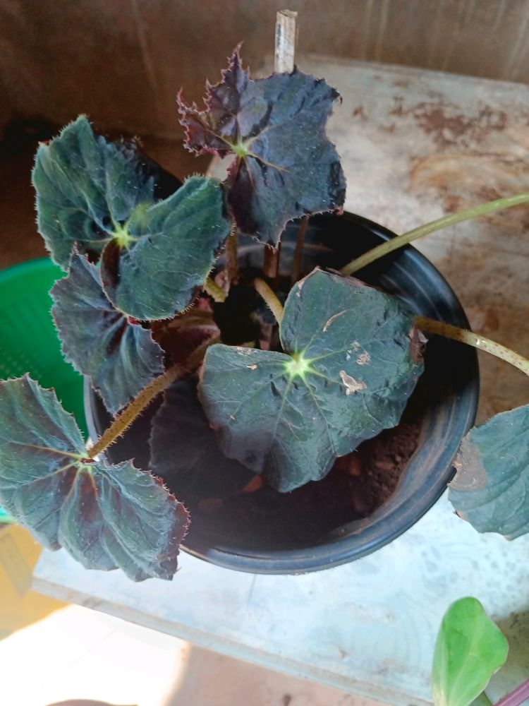 Begonia Plant Pot