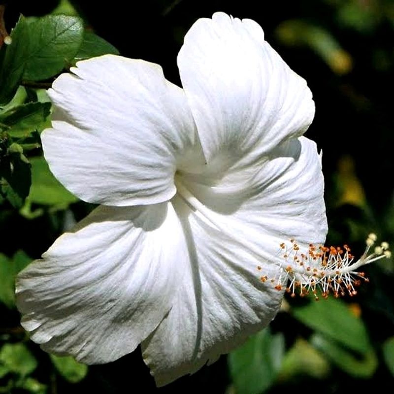 Hibiscus Plant Cutting ((Plane White))