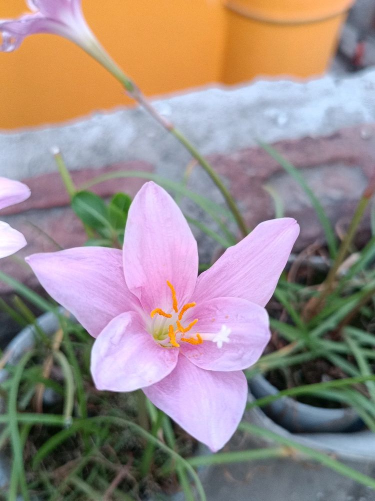 Rain Lilies