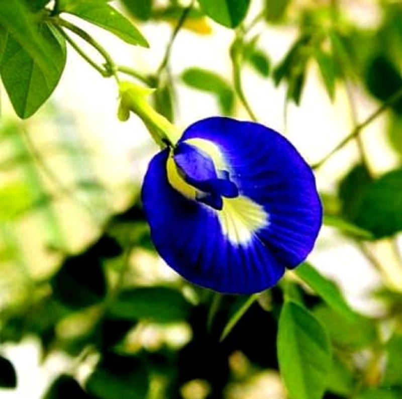 Aprajita Flower Seed