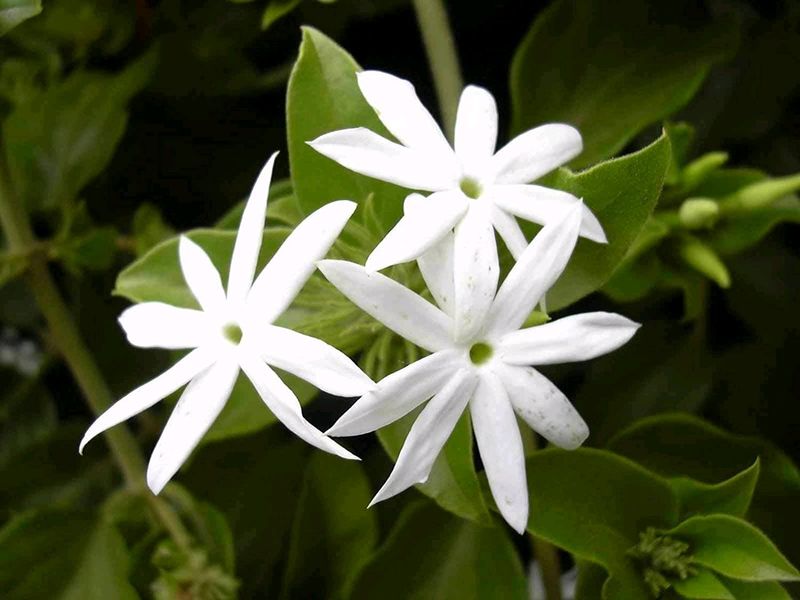 Juhi Jasmine Flowering Plant