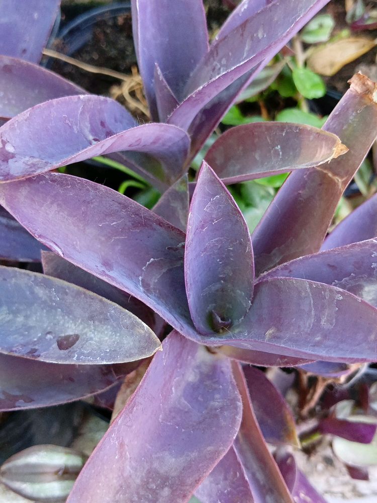 Purple  Heart 💜 Plant