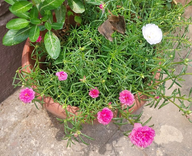 Combo Portulaca Plants Pink/White N Singonium